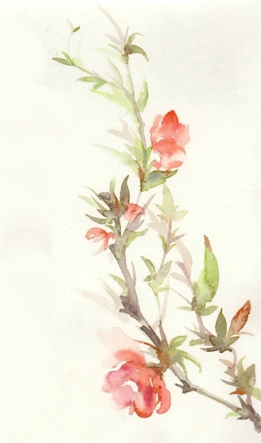 色彩水彩(`)**清新,花卉,雅,手绘,插画,水墨