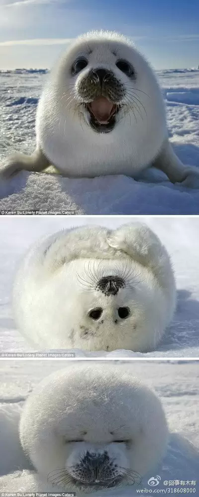 海豹球