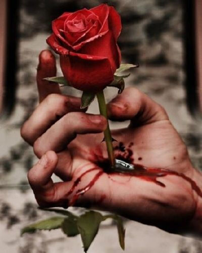 伤感带刺的玫瑰图片图片