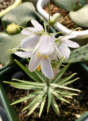 伊贝母(蓝花贝母)fritillaria pallidiflora ,贝母属