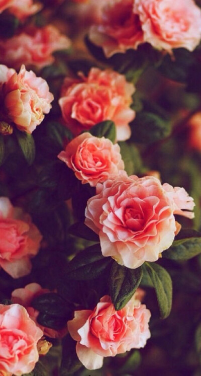 收集   点赞  评论  蔷薇花 0 118 筱然嫣  发布到  背景 图片评  00