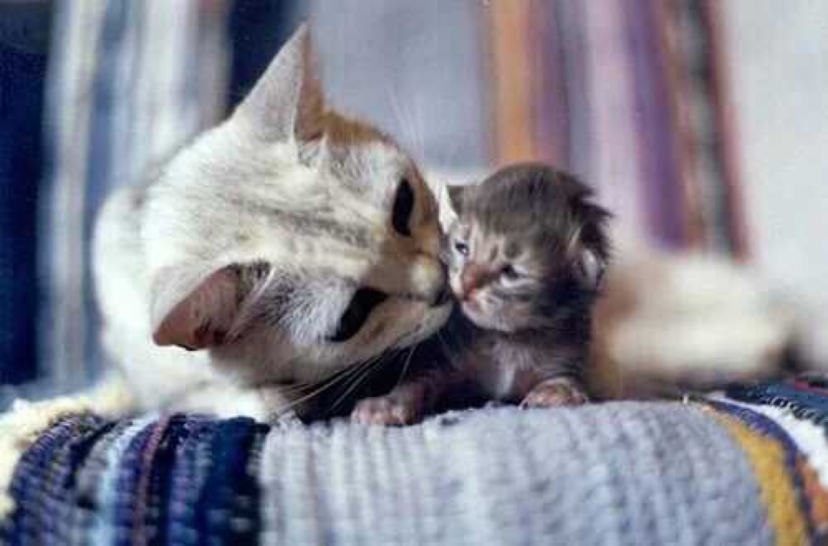 猫妈妈和小奶猫