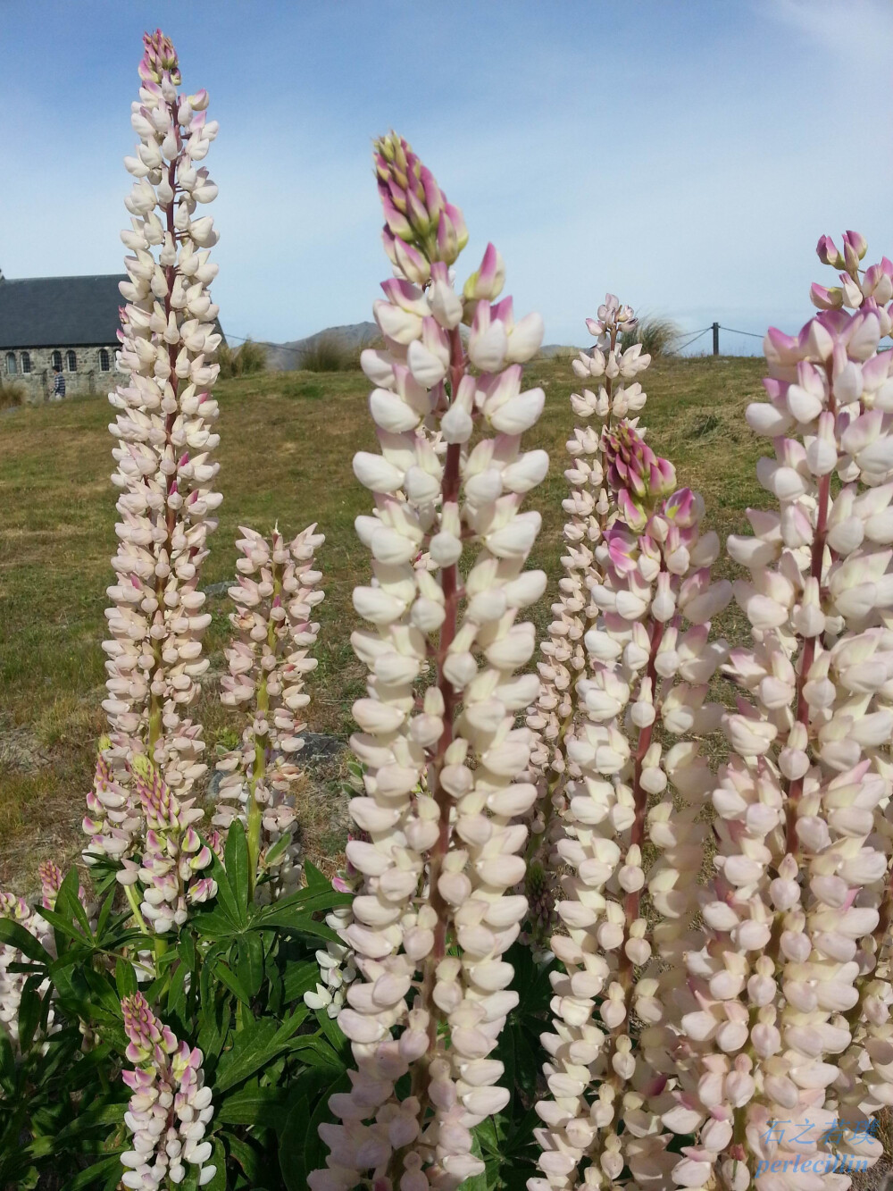 鲁冰花~也叫羽扇豆~豆科~邂逅于新西兰南岛蒂卡坡湖畔~这一丛是白色的