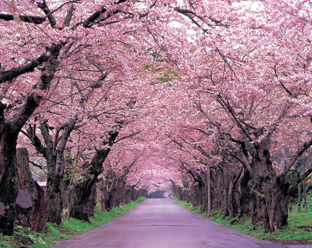 日本 樱花树