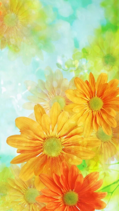 菊花
