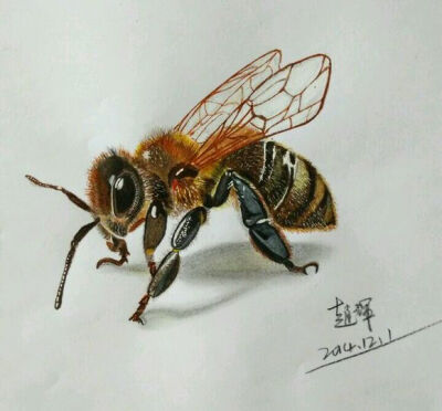 蜜蜂素描画彩色图片