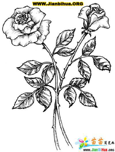 玫瑰花简笔