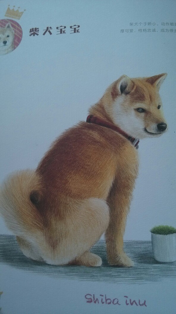 手绘柴犬