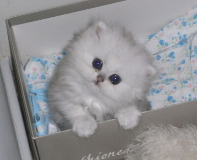 萌萌小猫咪