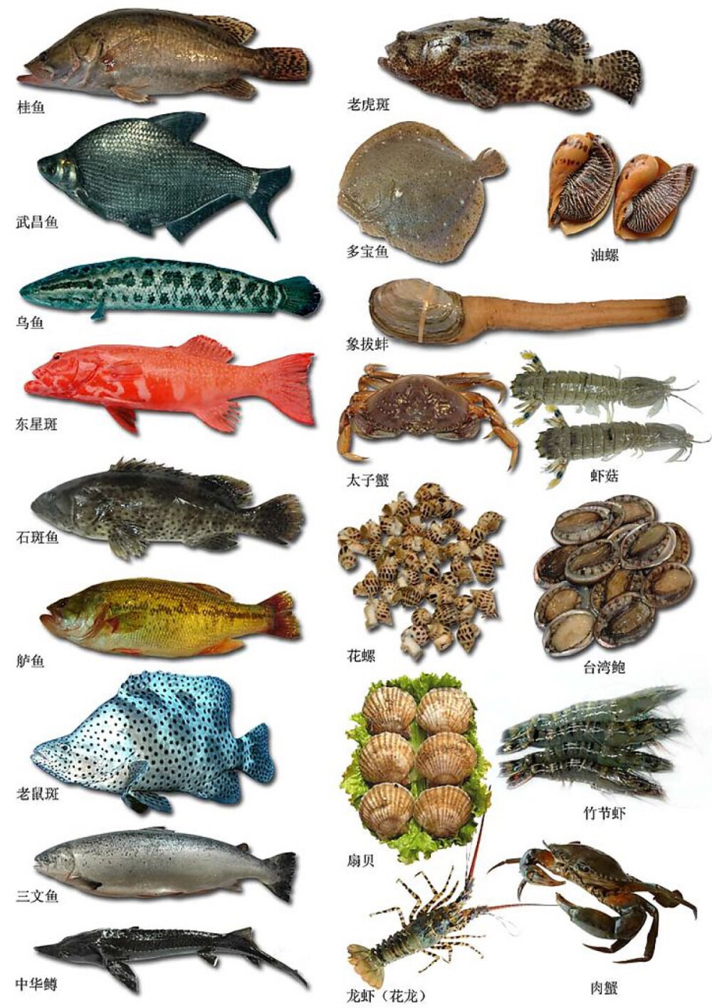 海鲜分类