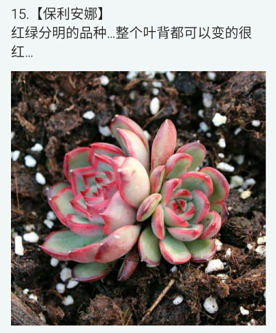 保利安娜多肉