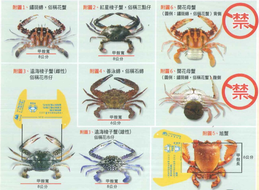 螃蟹种类及名称图片图片