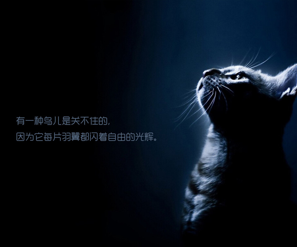 向往自由