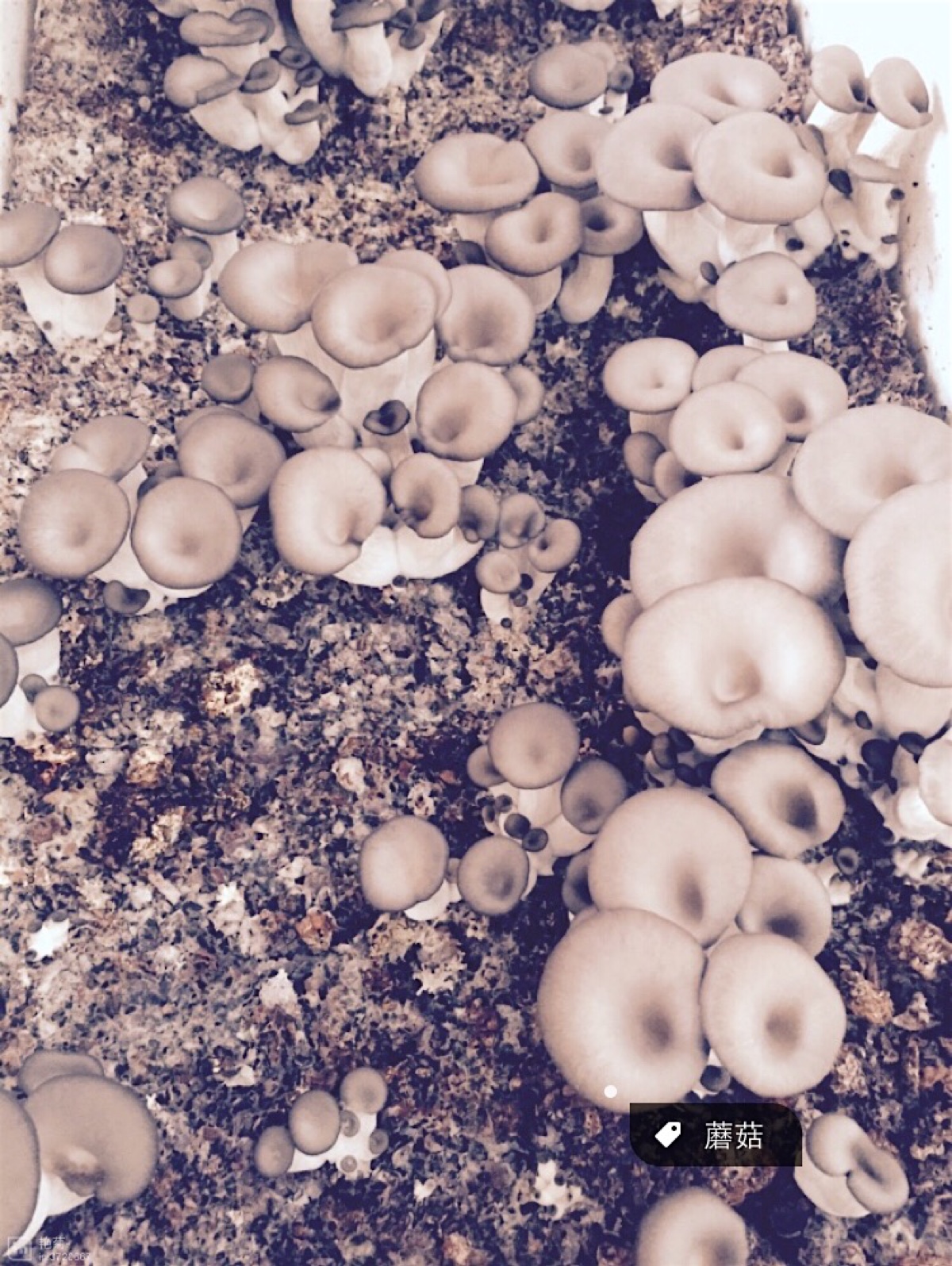 刚出生的小蘑菇