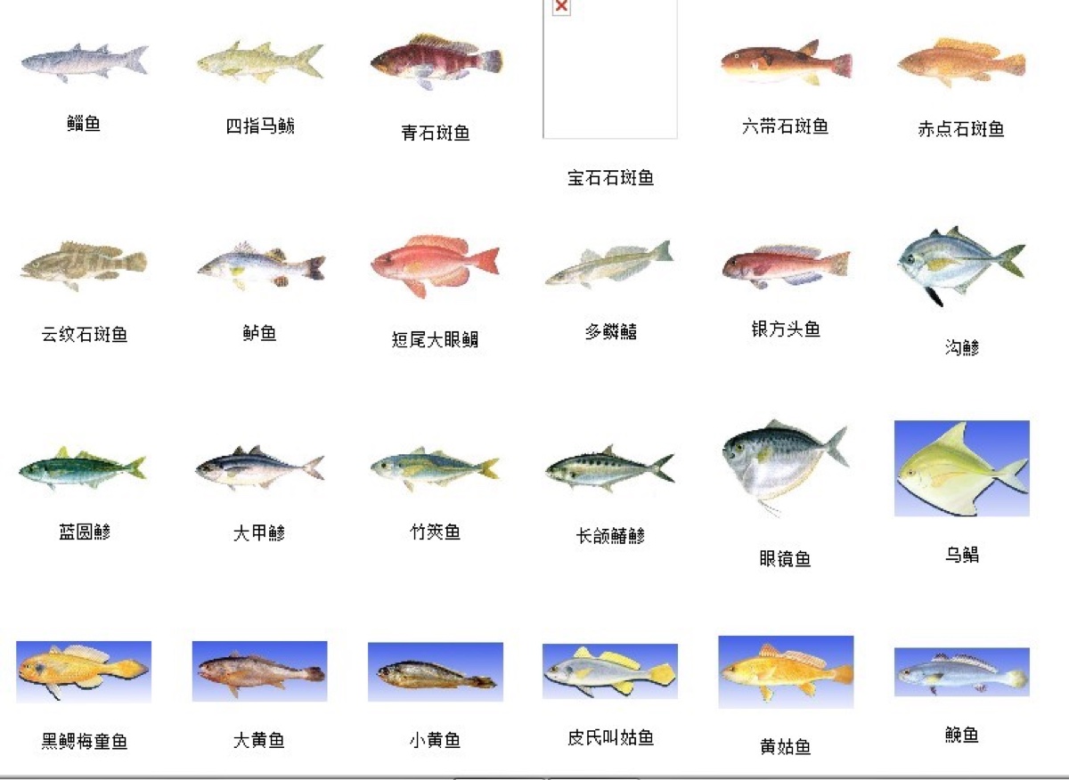 各种海鱼的图片及价格图片