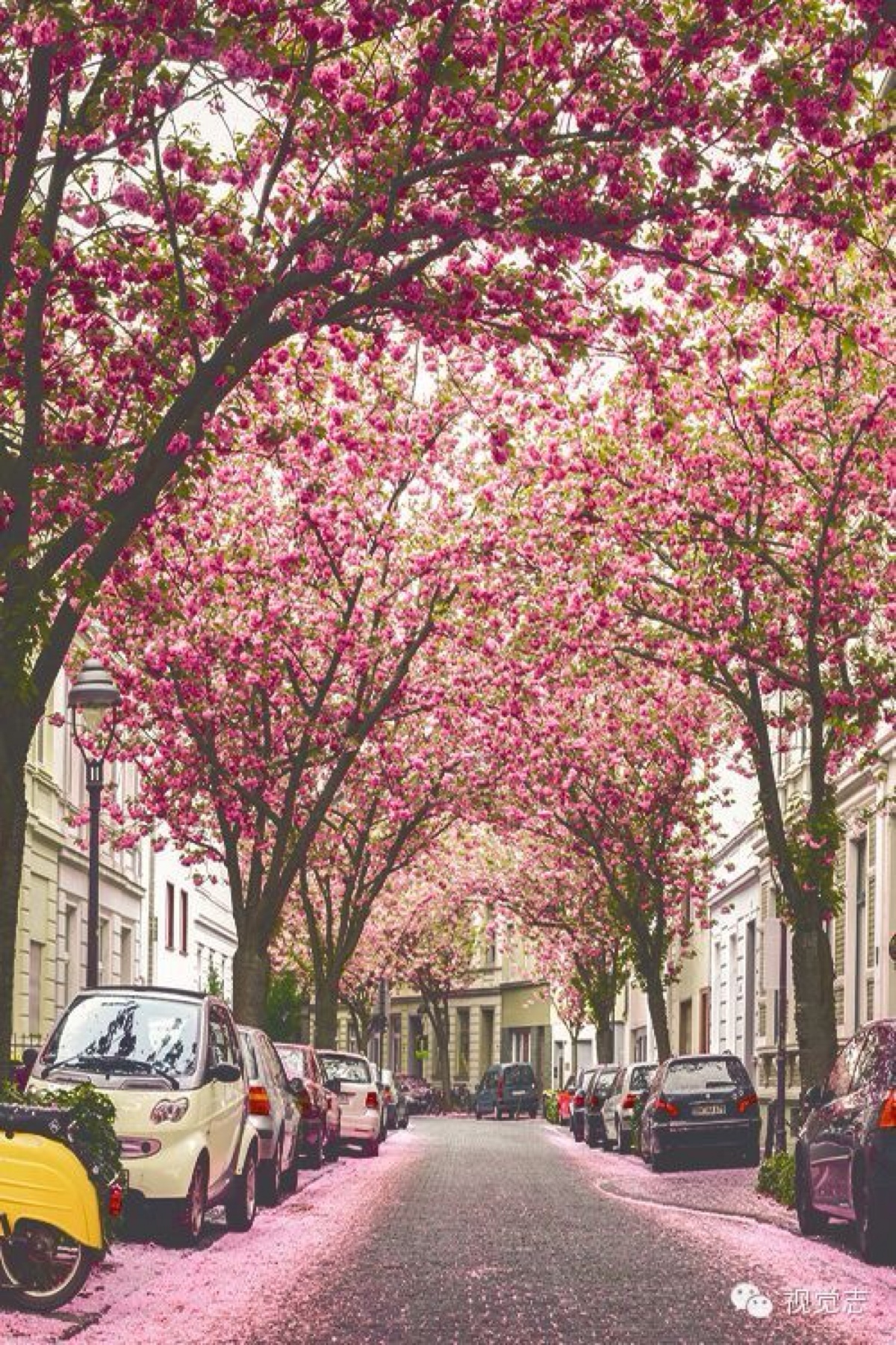 德国德国波恩的樱花隧道 每年春季, 德国波恩的这条街道就会变成让人