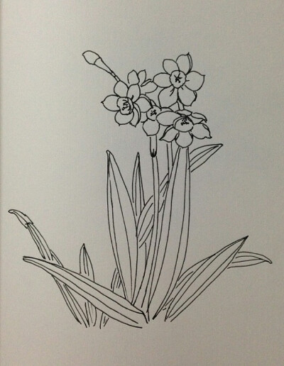 水仙花素描画法图片