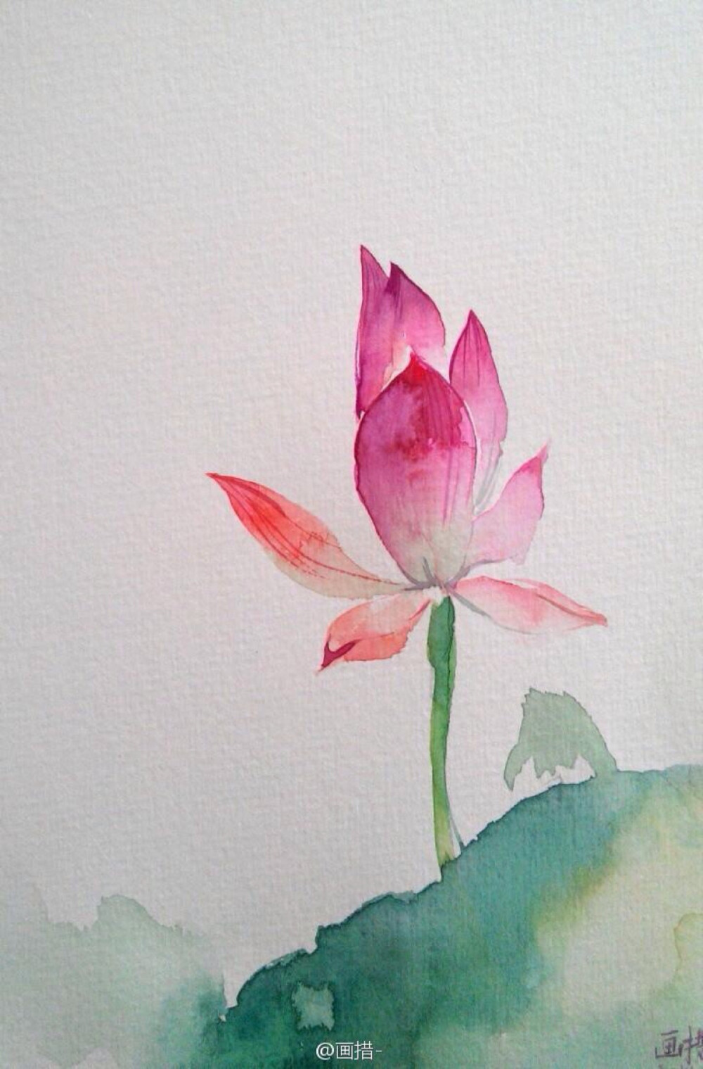 作者画措水彩彩绘花粉色荷花