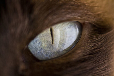 眼睛猫瞳动漫