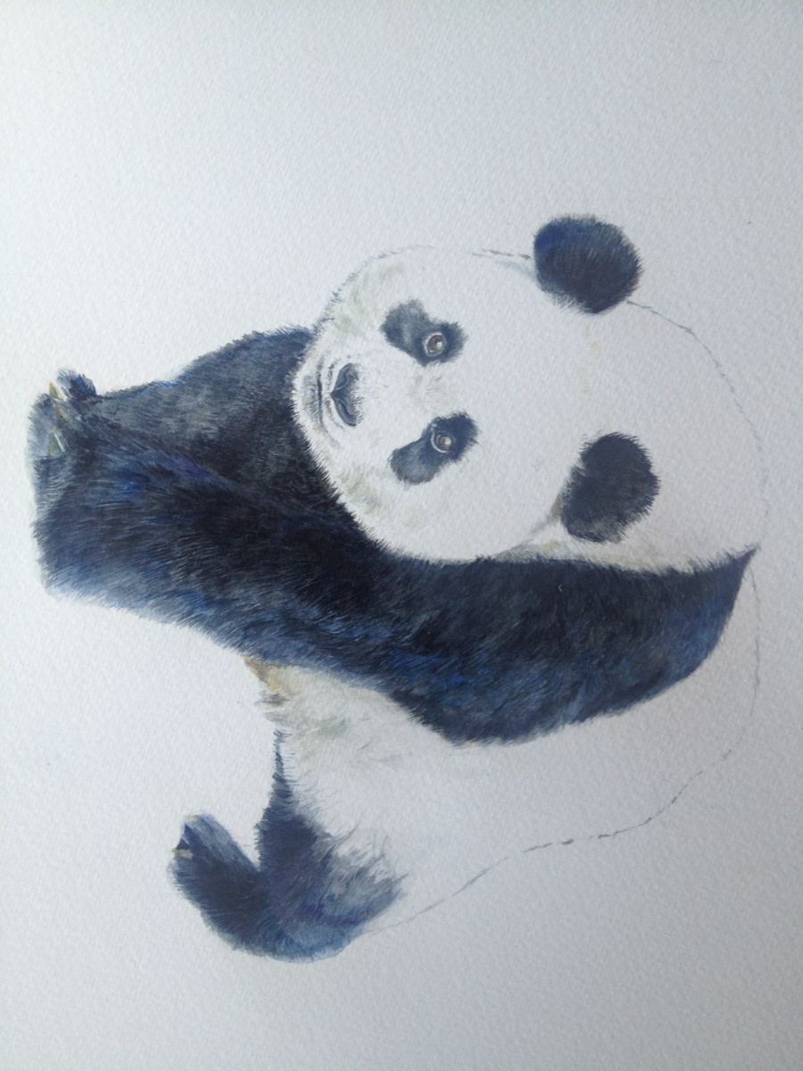 熊猫 水彩