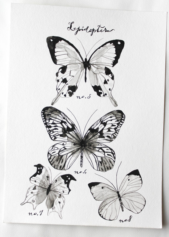 线描蝴蝶
