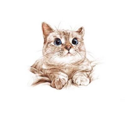 手绘小萌猫 萌萌哒 超可爱