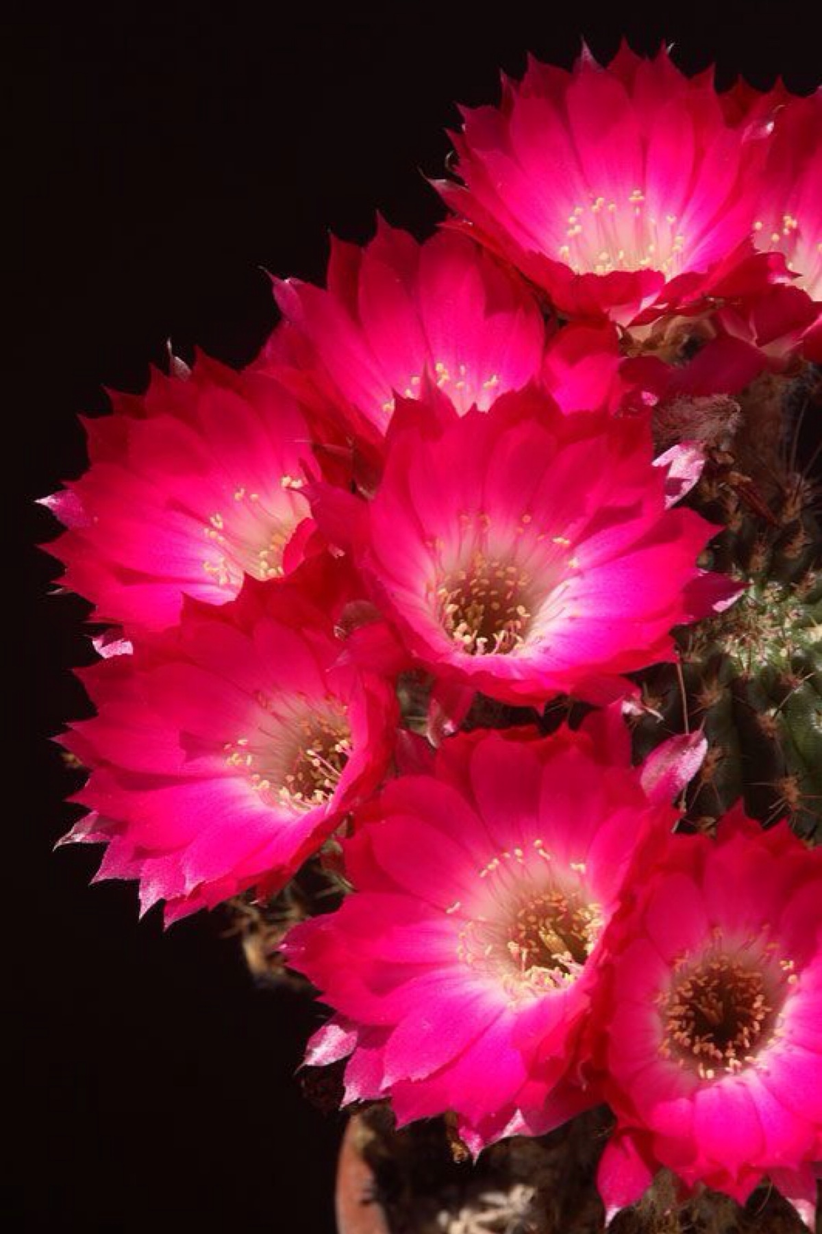 仙人掌开花 美到惊艳!(3)