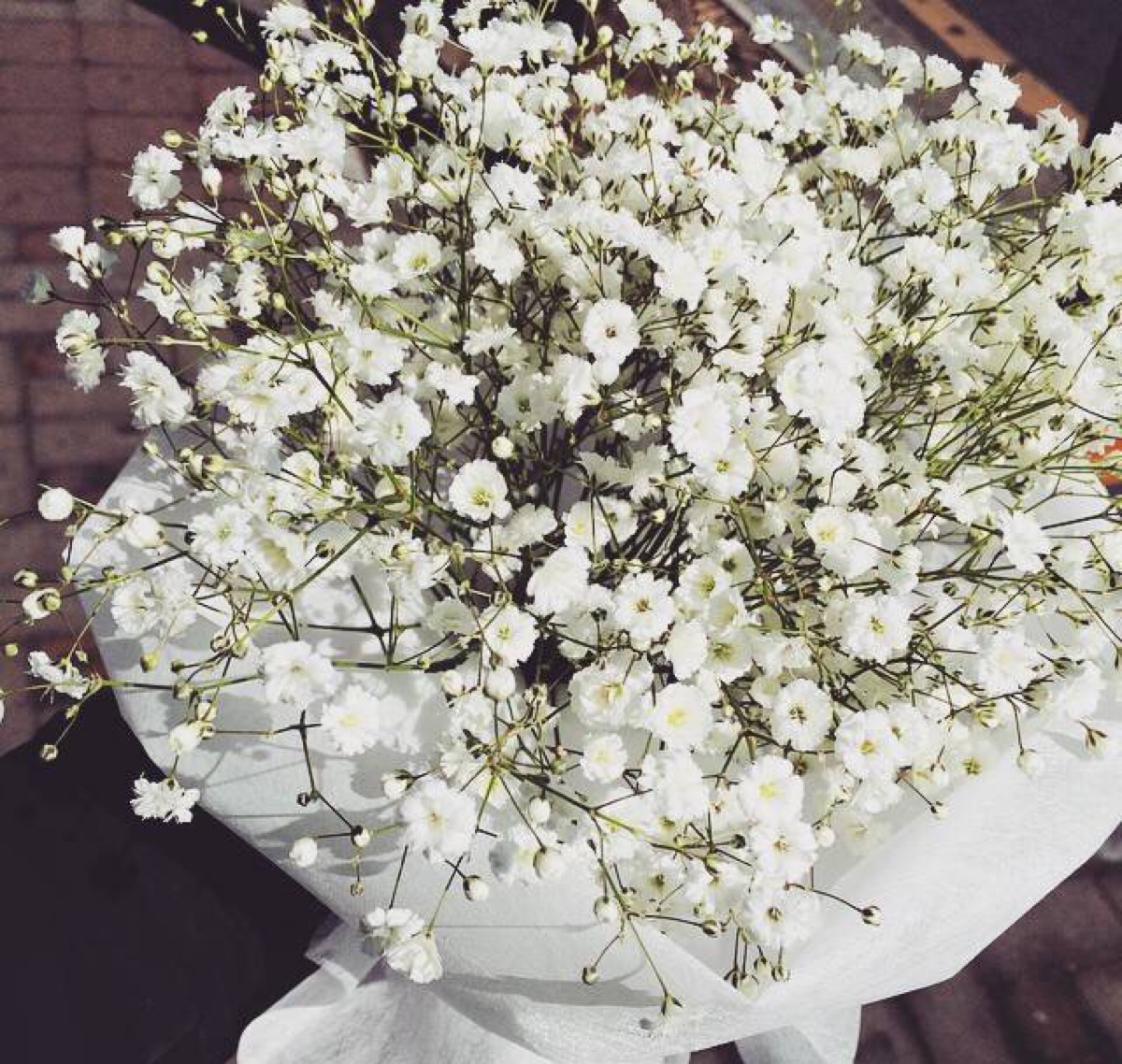 白色满天星.美得就像你的眼睛.