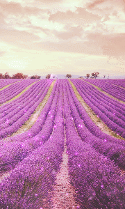 紫色的风景动态壁纸