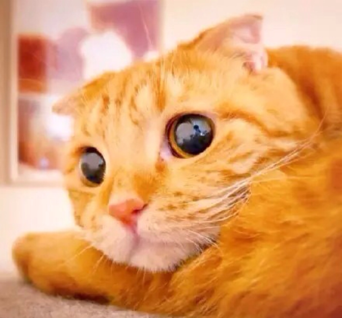 嗨,羡慕我的大眼睛吗