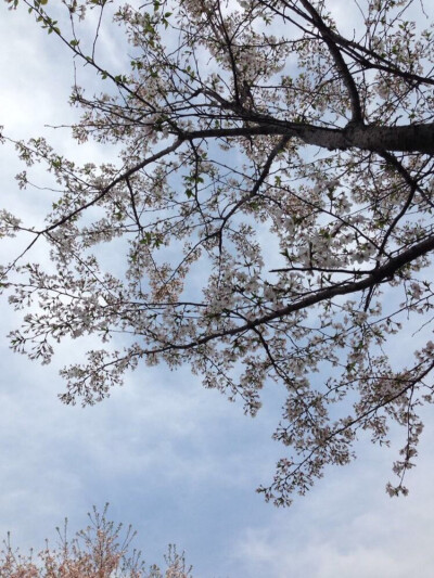 武汉大学 樱花