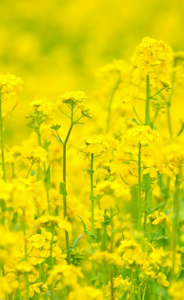 王银的油菜花图片