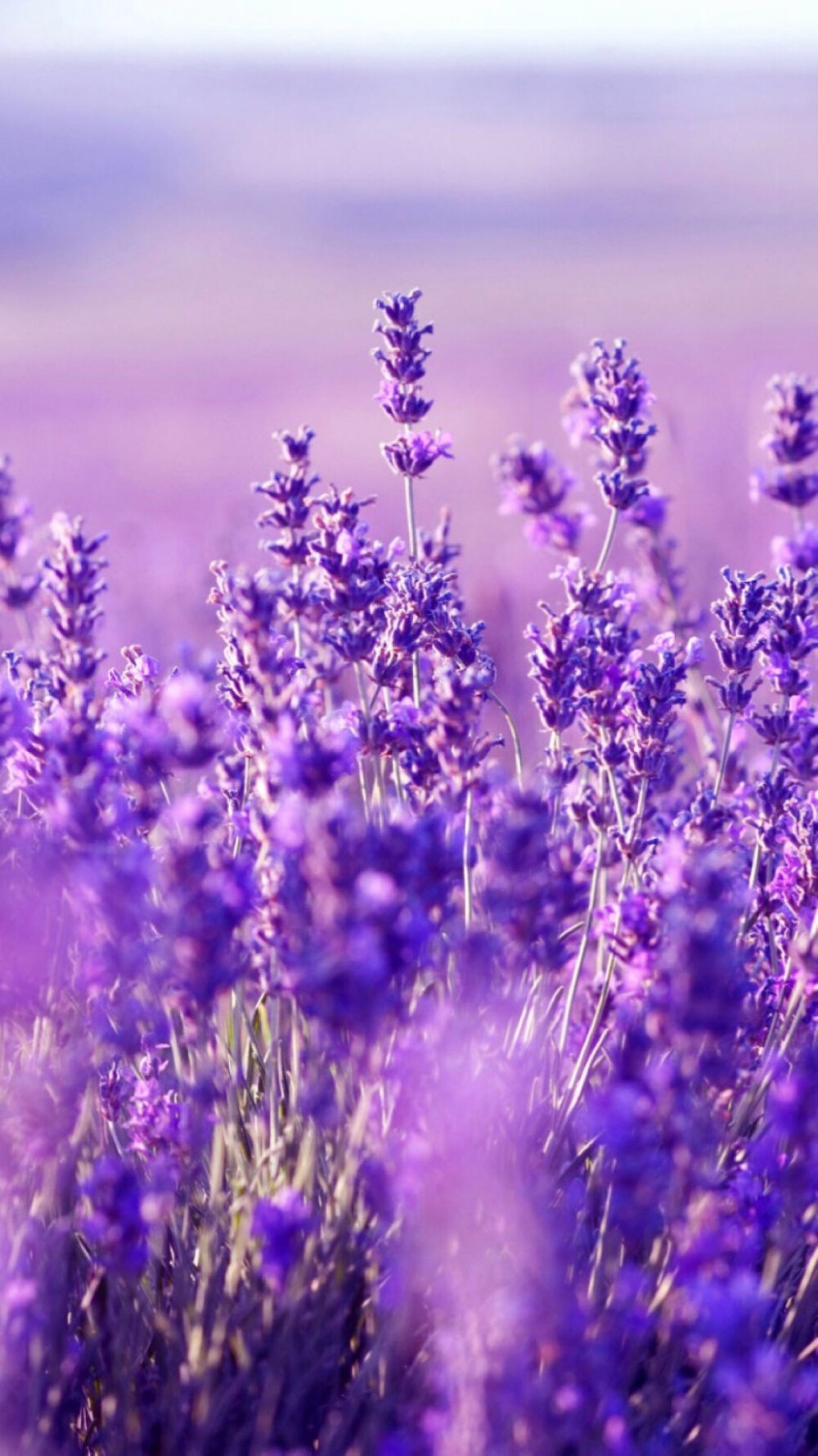 花#苹果6高清壁纸,iphone 6 plus高清壁纸,不是高清我不发,更多同