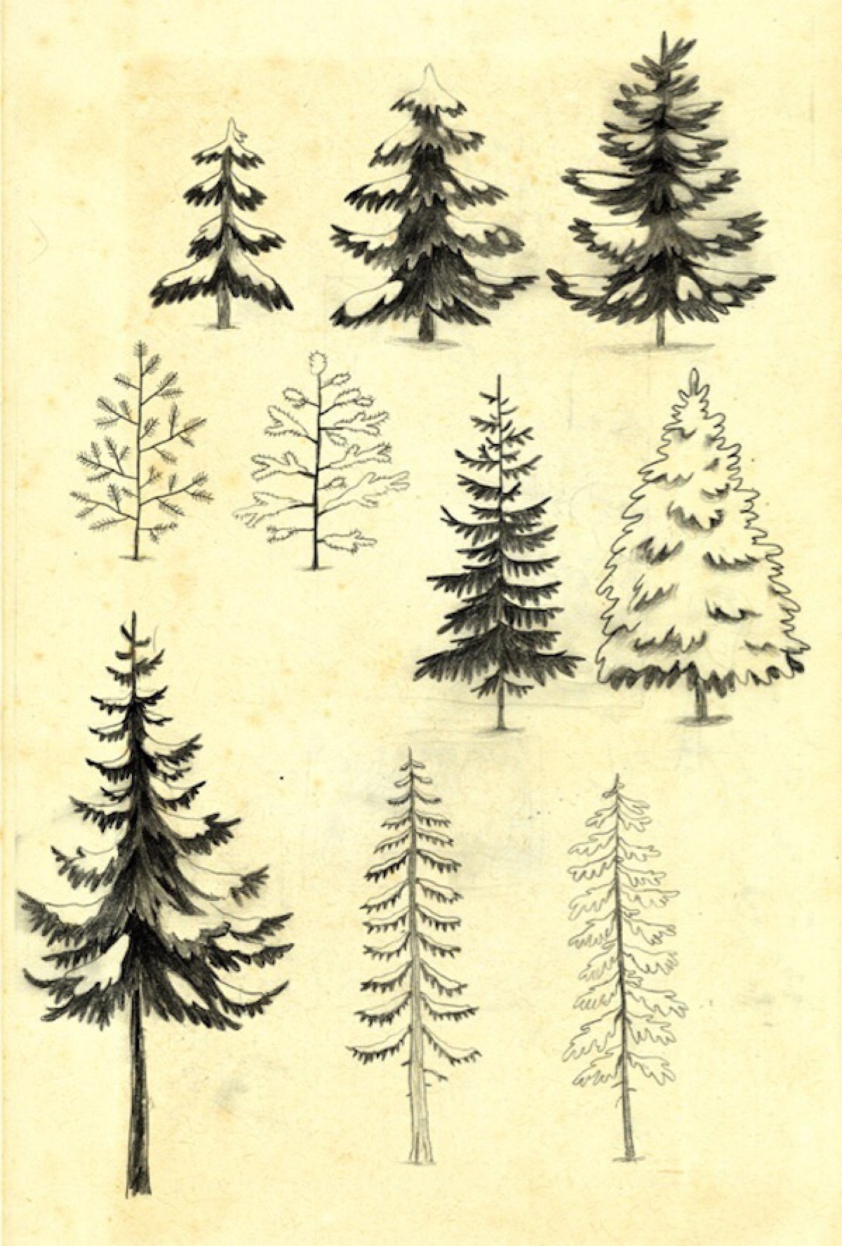 毕达哥拉斯树画法简单图片