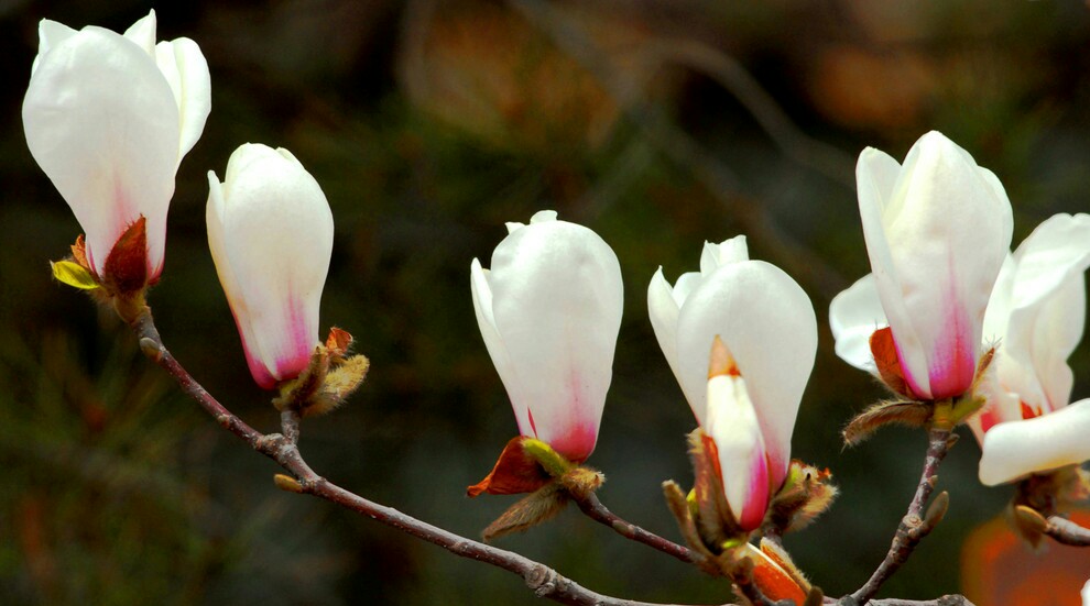 【叁月花开】玉兰花(白玉兰/木兰/玉兰花/玉树/迎春花/望春/应春花