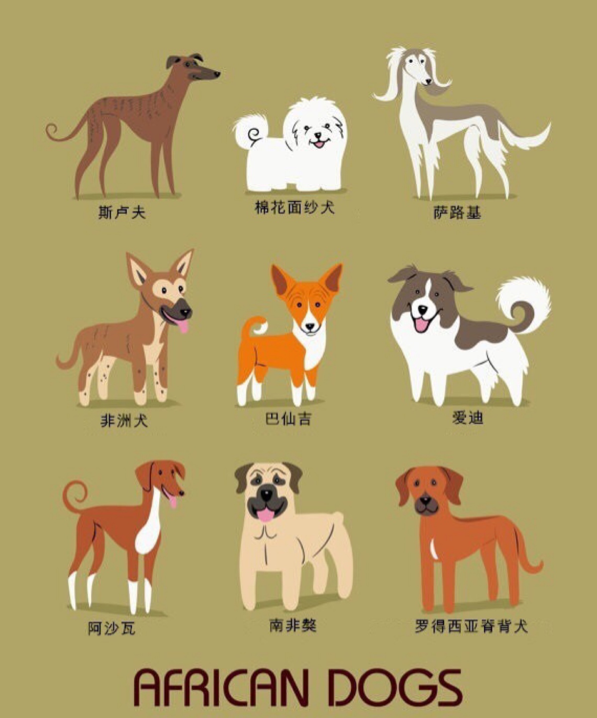 5 世界名犬图鉴
