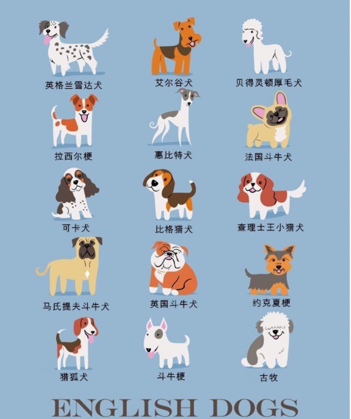 海报具有说明功能,卡通风格突出世界名犬世界名犬图片大全狗狗品种