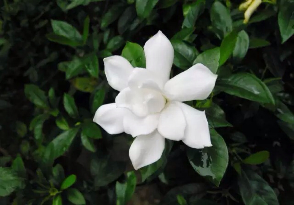 3月19日生日花:栀子花; 花语 : 喜悦; 花… - 堆糖,美图壁纸兴趣社区