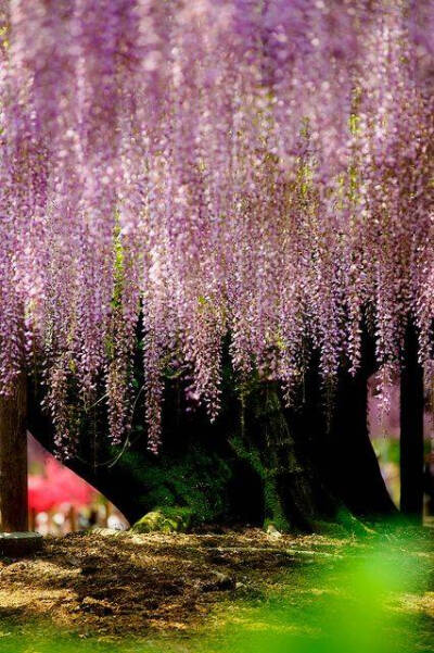 紫藤萝瀑布背景图片