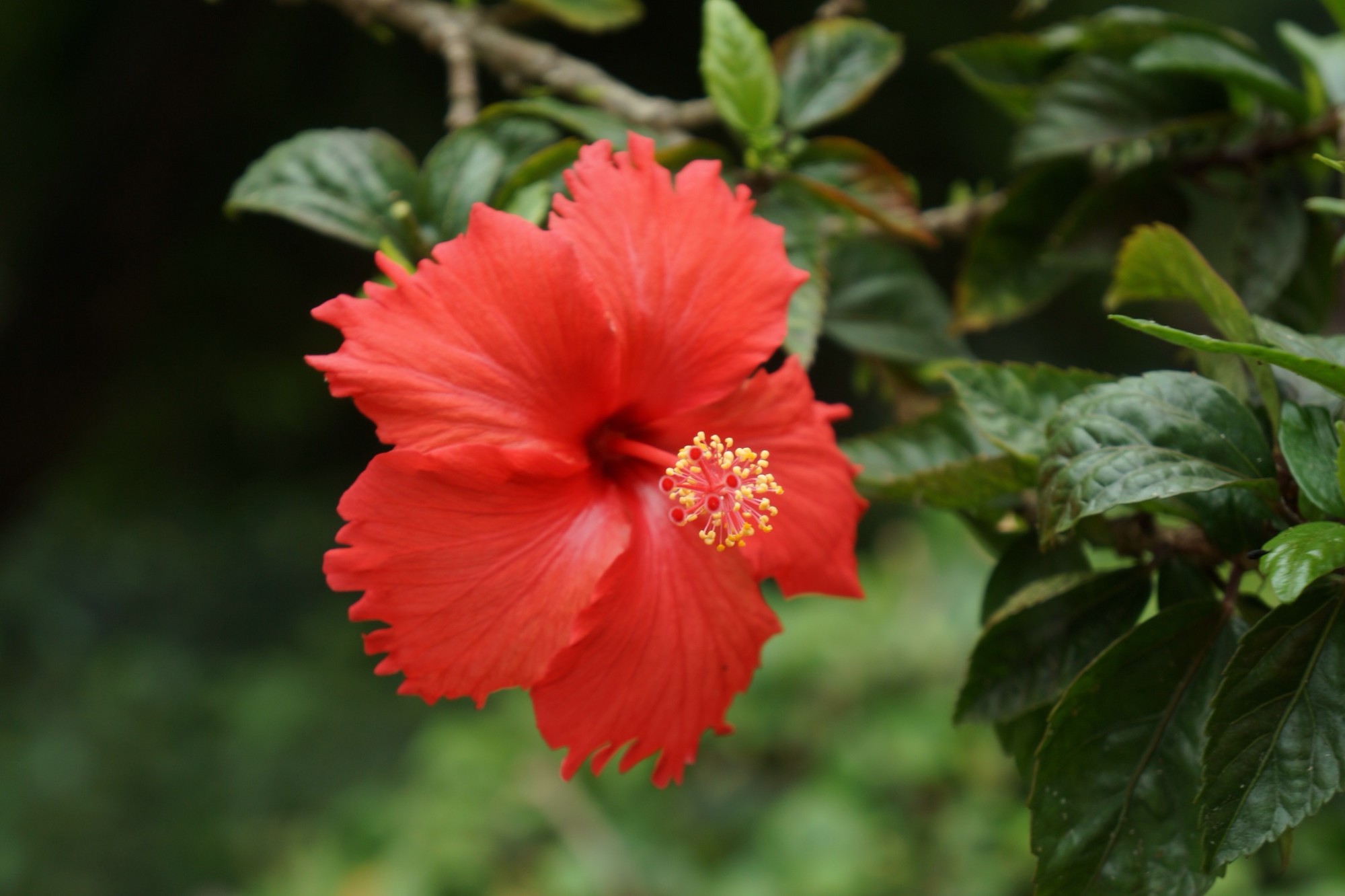 泰国红色扶桑花图片