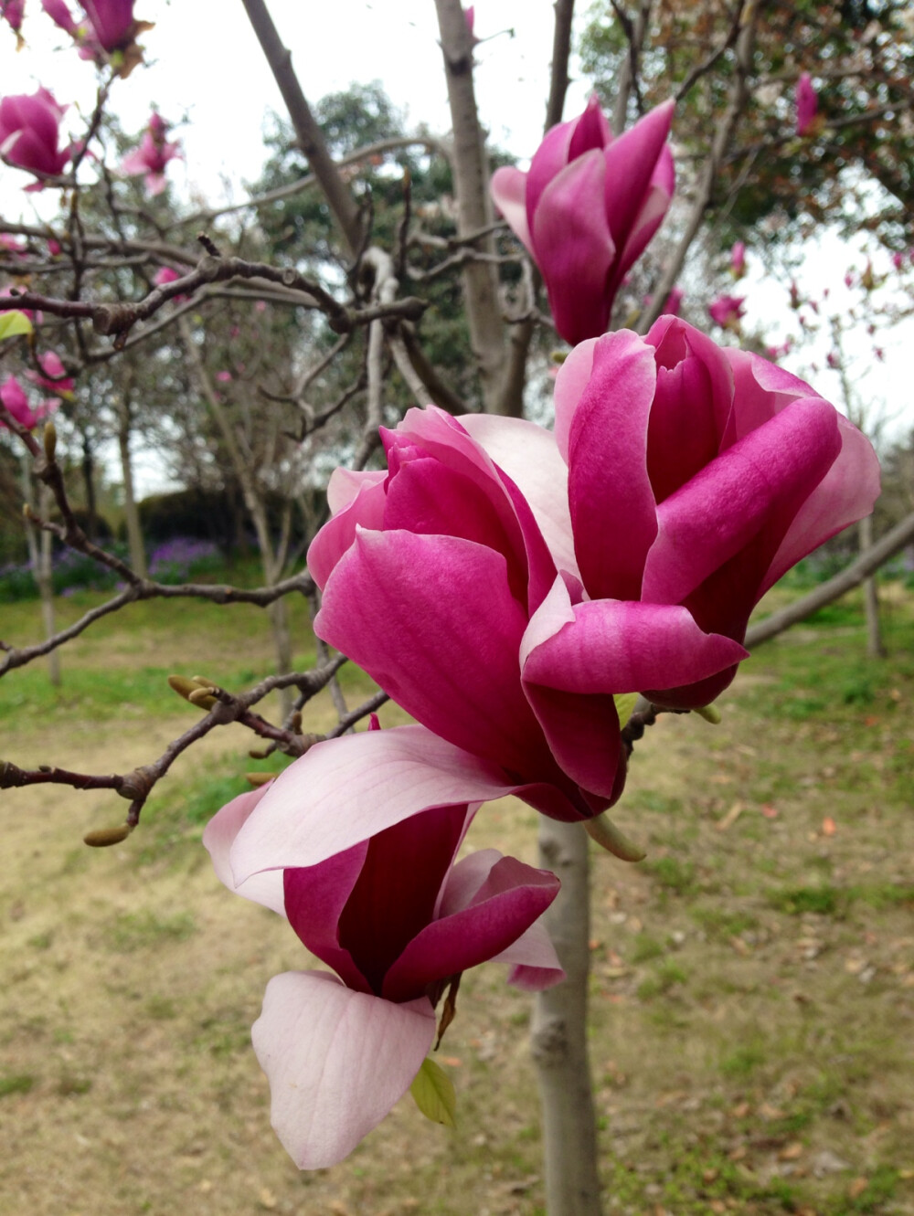 紫锦兰开花图片大全图片