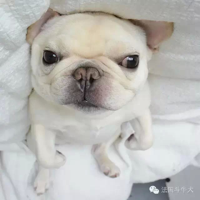 斗牛犬