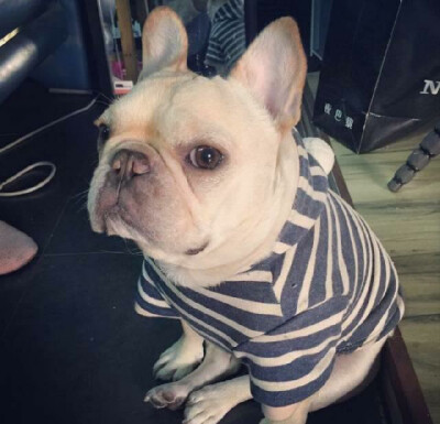斗牛犬