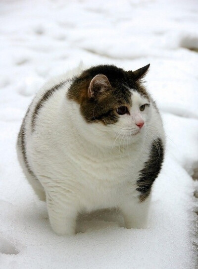 我们以后要养只大肥猫