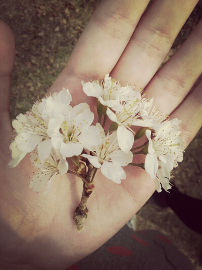 请不要问我为什么摘花!