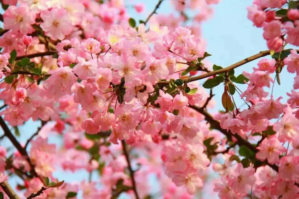 三峡大学樱花节