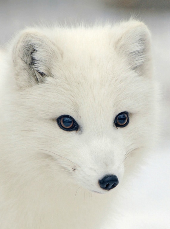 白色狐狸照片图片