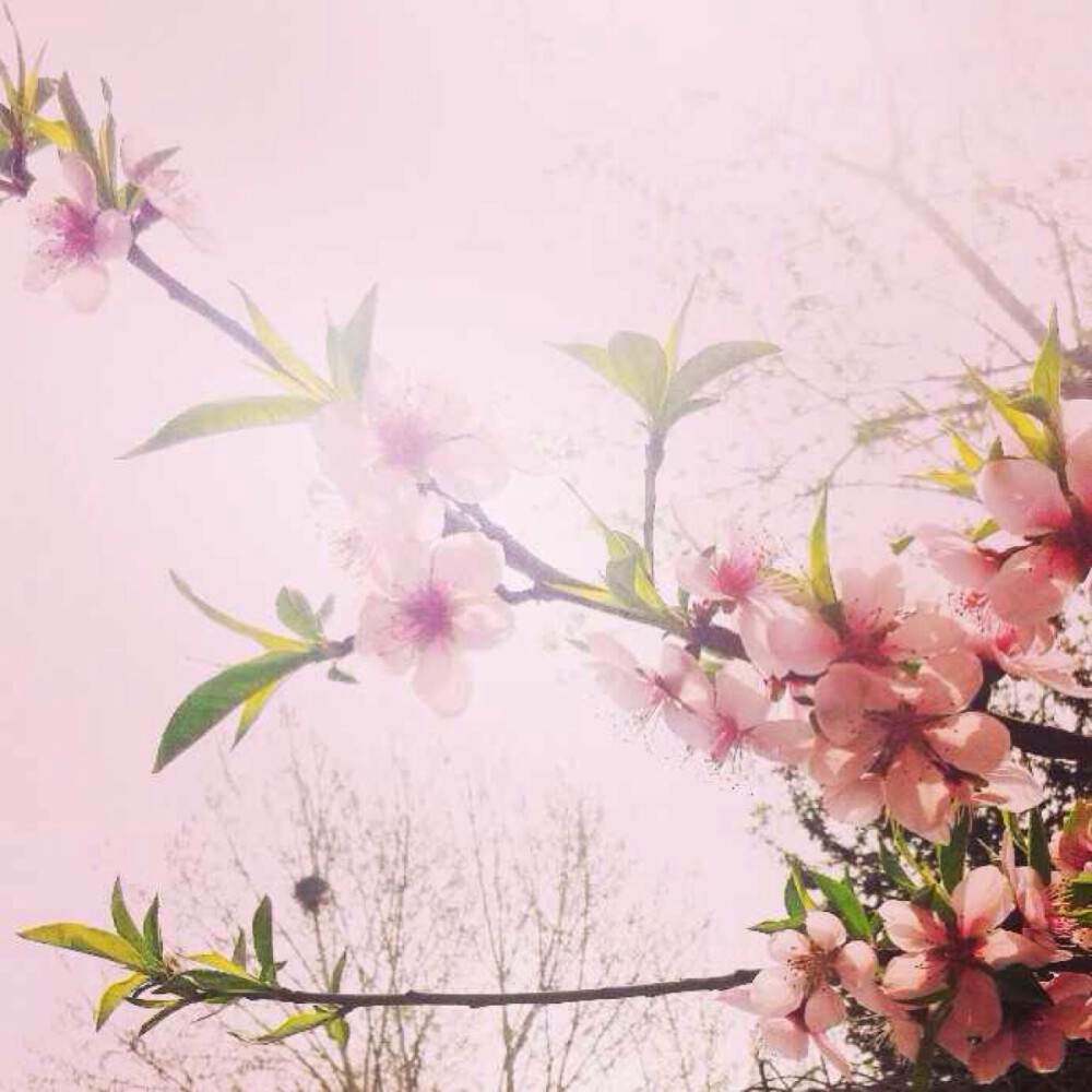 小桃花 