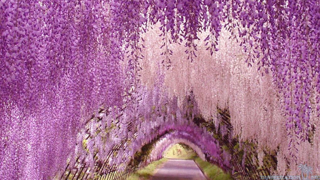 紫藤萝瀑布图片背景图图片