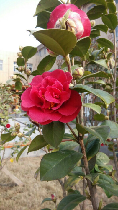 茶花